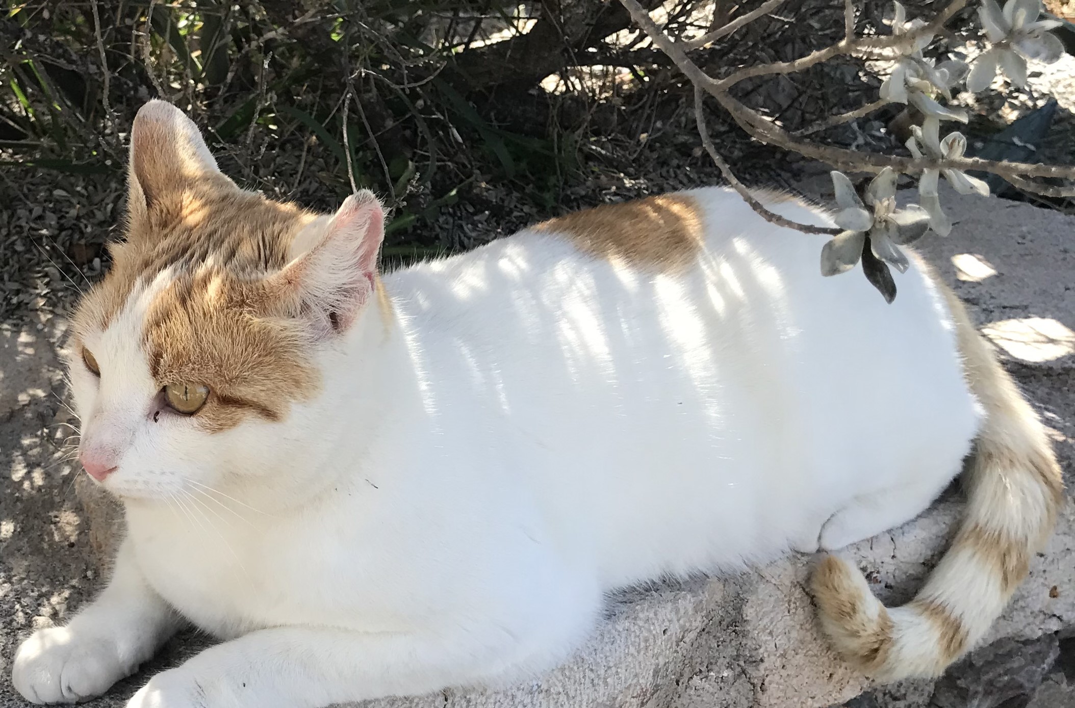 MONA THE CAT - BORN IN THE GARDEN - HAS HER OWN SUMMER & WINTER HOMES THERE